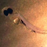 Microplastic particles clog the gut of a larval perch. | REUTERS