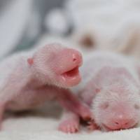 Twin giant panda cubs are seen in Chengdu, China, on Tuesday. According to local media, a giant panda named Ya Li gave birth to the twins &#8212; the first giant panda twins of 2016 anywhere in the world &#8212; on Sunday. | CHINA DAILY / REUTERS