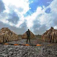 A Kenya Wildlife Services ranger stands guard as elephant tusks are prepared for burning on April 22 in a historic destruction of illegal ivory and rhino horn that was confiscated mostly from poachers in Nairobi\'s national park. | AFP-JIJI
