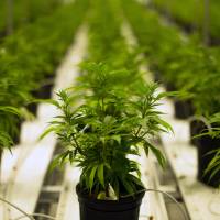 Medical marijuana plants thrive in a climate-controlled growing room at the Tweed Inc. facility in Smith Falls, Ontario, Canada, in November 2015. | BLOOMBERG