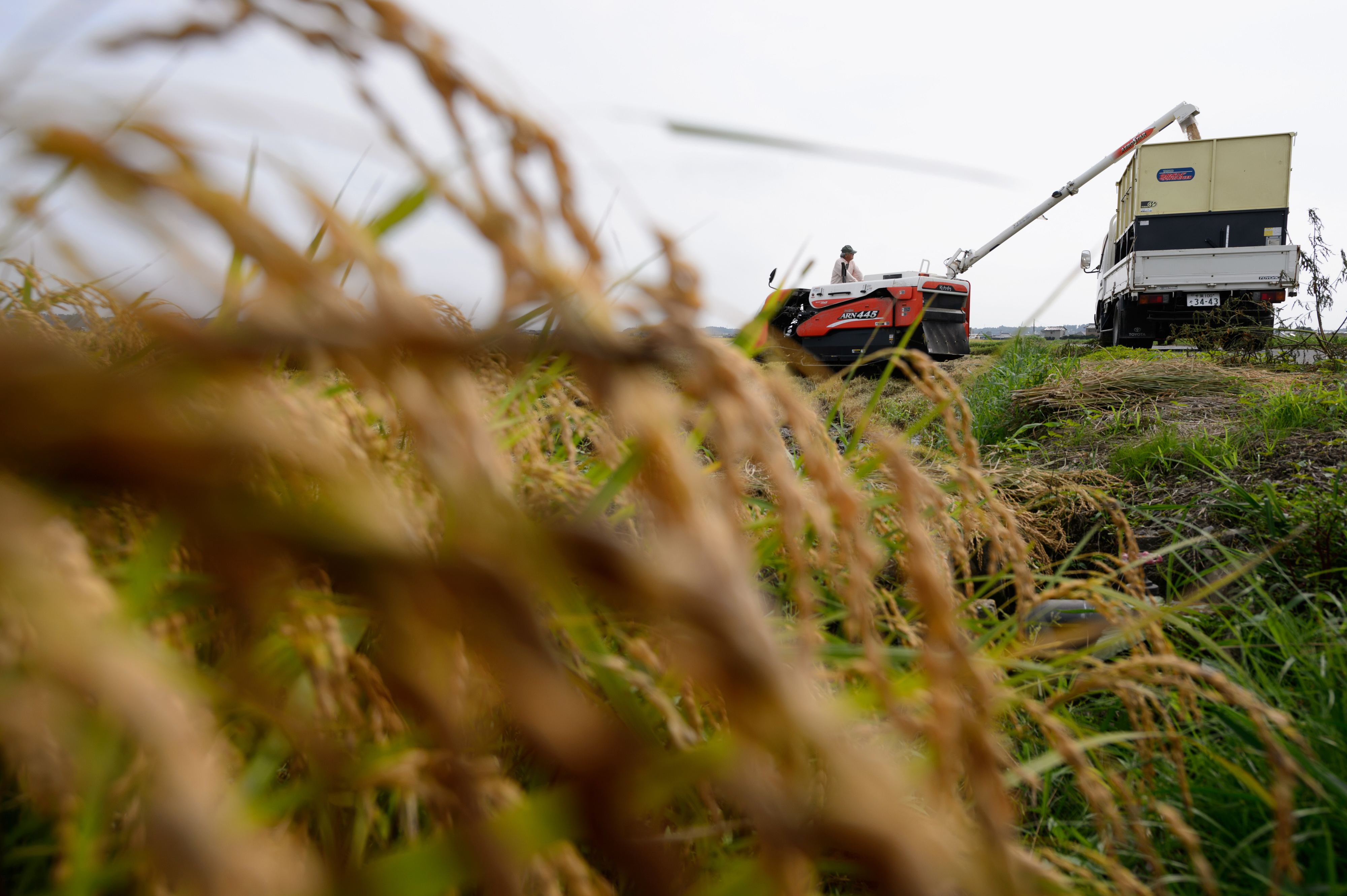 The number of foreigners working illegally on farms in Japan increased threefold over the three-year period ending in 2015. | BLOOMBERG