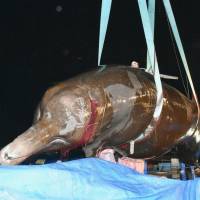 A 10-ton Baird\'s beaked whale is lowered into a truck in Hakodate, Hokkaido, before dawn on Wednesday. Fishermen are allowed to catch up to 10 of the species in a five-week hunting period. | KYODO