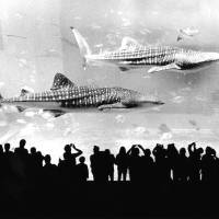 Okinawa Churaumi Aquarium: I wanted to get as close to the glass partition as possible, but those whale sharks are so gigantic that I had to step back about 15 meters to include them in a single frame. New life and old ghosts in Okinawa