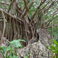 A large banyan tree on the descent from Daisekirinzan, at the northern tip of Cape Hedo | STEPHEN MANSFIELD