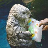 Pata the female sea otter is given a block of ice on her 20th birthday Tuesday at Osaka Aquarium Kaiyukan in Osaka. In human terms, she would be over 80 years old. | KYODO