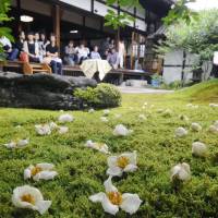 Visitors to Torinin Temple in Kyoto view sal blooms on Wednesday. Sal flowers last for only one day and in Buddhism are considered the embodiment of the transience of life. | KYODO