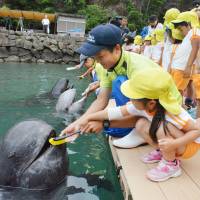 A young visitor helps a staffer to brush a whale\'s teeth at an aquarium in Taiji, Wakayama Prefecture, on Wednesday. The event came ahead of a weeklong national campaign for dental hygiene in humans. | KUMANO SHIMBUN / KYODO
