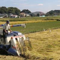 Early birds: Harvesting rice crop in northern Chiba Prefecture in September | REUTERS