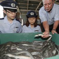 Customs officers at Narita International Airport in Chiba Prefecture inspect a shipment of eels on Tuesday. The import of eels peaks ahead of the July 30 Day of the Ox, when many people in the country enjoy grilled eel in the belief it staves off summer fatigue. | KYODO
