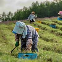 Japan\'s population of farmers has fallen below 2 million for the first time since records have been kept. | ISTOCK