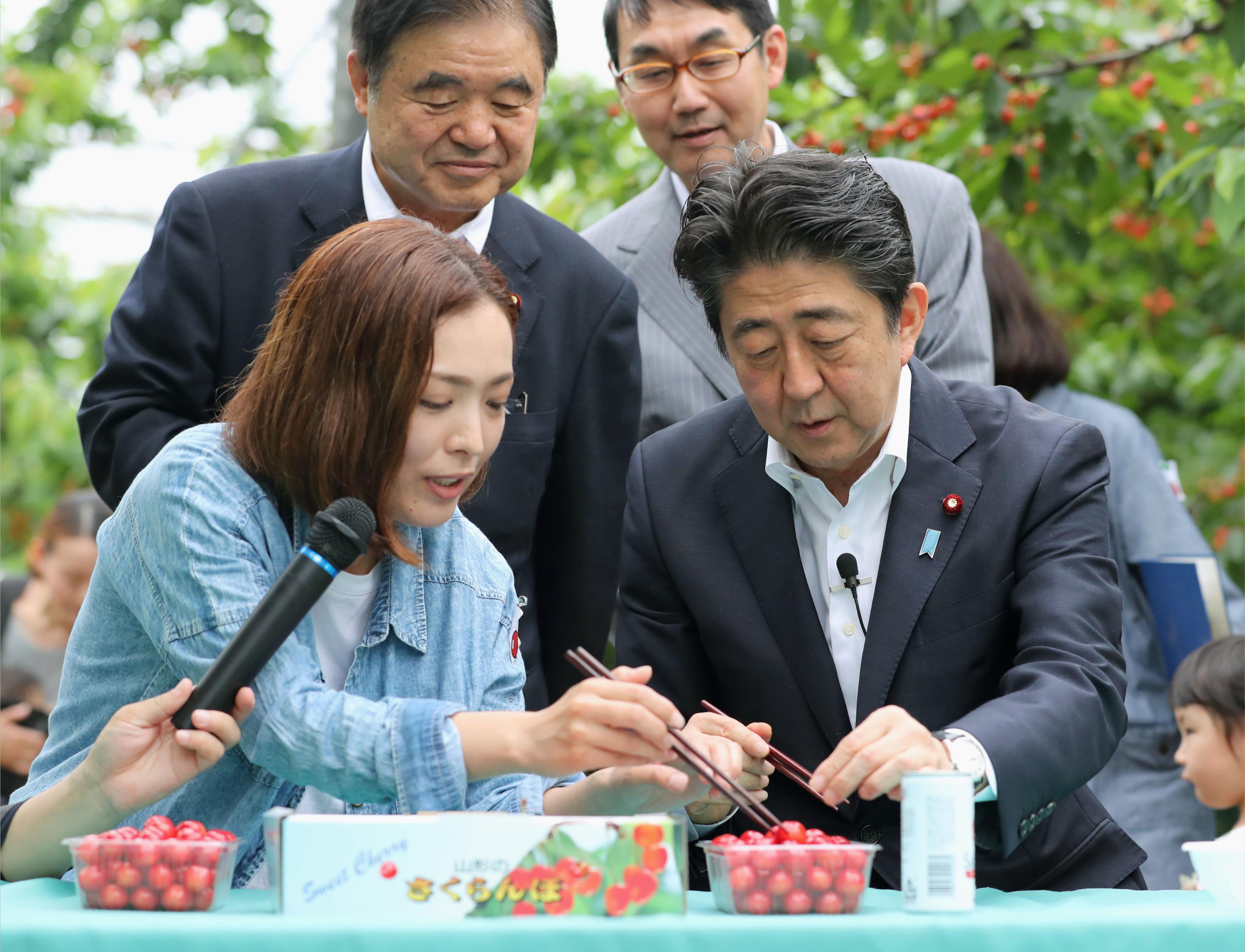 Prime Minister Shinzo Abe puts fresh-picked cherries into a plastic container in Tendo, Yamagata Prefecture, June 9. | KYODO