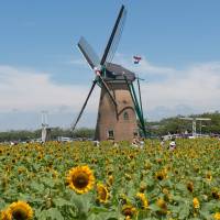 A field of sunflowers in front of Inbanuma’s Dutch-style windmill. | STEPHEN MANSFIELD