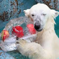 Icchan, a female polar bear at Osaka\'s Tennoji Zoo, receives a block of ice containing apples as a summer treat on Friday. It is the Russian-born animal\'s second summer in Japan. | KYODO