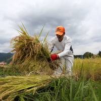 Grim prospects: A farmer collects harvested rice ready to dry in a paddy field in Fujinomiya, Shizuoka Prefecture, in September 2014. | BLOOMBERG