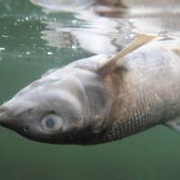 A dead whitefish floats near the Mayors Landing Fishing Access in the Yellowstone River in Livingston, Montana, on Aug. 14. | AP