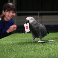 Olivia the parrot predicts Japan\'s win against Nigeria in men\'s soccer at the Nasu Animal Kingdom in Tochigi Prefecture on Thursday. | KYODO