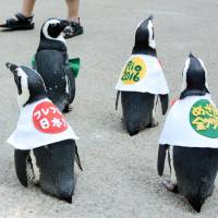 Penguins decked out in special outfits parade in Matsue Vogel Park in Shimane Prefecture to cheer on Japan\'s athletes at the Rio de Janeiro Olympics on Monday. | KYODO