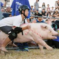 A boy participates in a popular swine rodeo competition in Seiyo, Ehime Prefecture, in Shikoku on Saturday. | KYODO