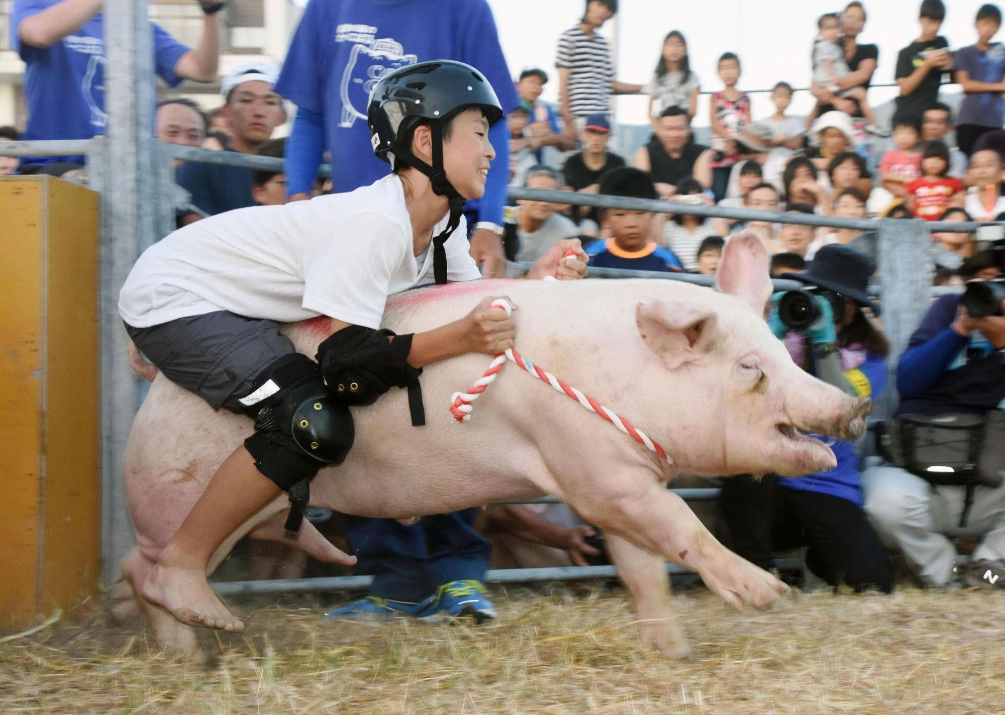 A boy participates in a popular swine rodeo competition in Seiyo, Ehime Prefecture, in Shikoku on Saturday. | KYODO