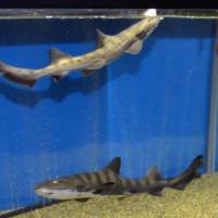 Twin banded houndsharks Mana (below) and Kana are seen at Uozu Aquarium in Toyama Prefecture on Tuesday. | KYODO