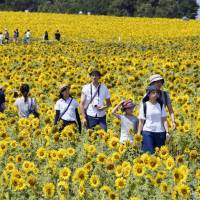 Visitors walk around in a field of 1.5 million sunflowers in full bloom in Hokuryu, Hokkaido, on Sunday. | KYODO