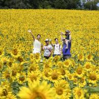 Tourists wave as they walk in a field planted with 1.5 million sunflowers in Hokuryu, eastern Hokkaido, on Sunday. | KYODO