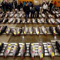 Wholesalers survey tuna at the Tsukiji fish market in Tokyo before the New Year\'s auction on Jan. 5. The plan to relocate the market in November will reportedly be postponed. | REUTERS