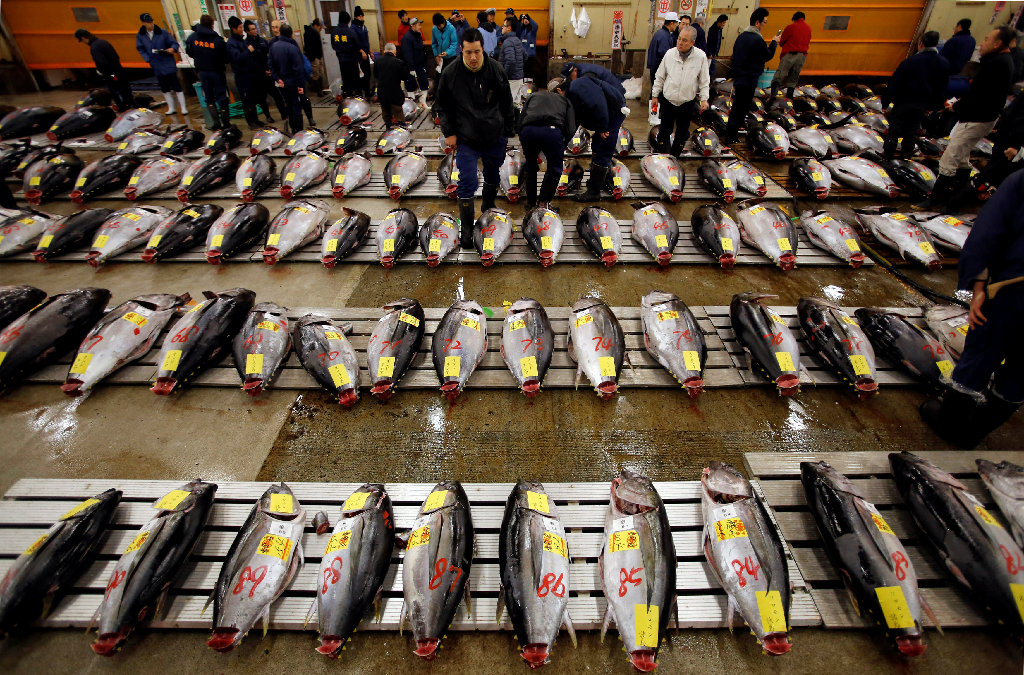 Wholesalers survey tuna at the Tsukiji fish market in Tokyo before the New Year's auction on Jan. 5. The plan to relocate the market in November will reportedly be postponed. | REUTERS