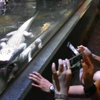 Visitors take photos of an albino Mississippi alligator at iZoo in the town of Kawazu, Shizuoka Prefecture, Aug. 7. | KYODO
