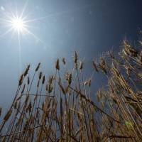 More than 65.5 percent of the nation’s wheat is grown in Hokkaido. | BLOOMBERG