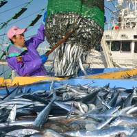 Below: A World Wild Fund for Nature report has warned that Pacific saury might be harder to come by as waters warm up and ice floes near Hokkaido shrink, depriving the fish of a critical source of nutrients. | KYODO