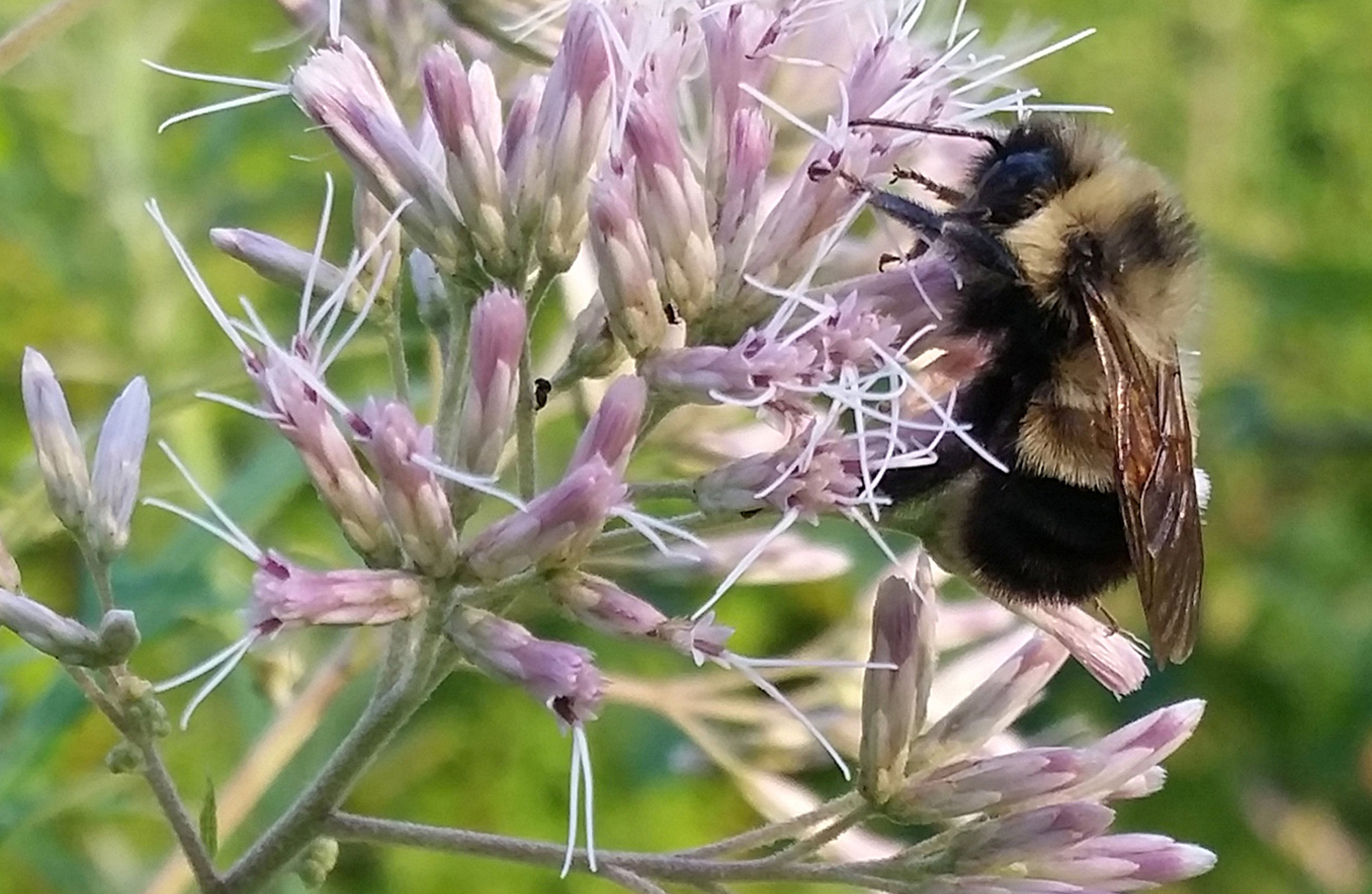 A rusty patched bumble bee forages in Madison, Wisconsin. | RICH HATFIELD / VIA REUTERS