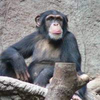 A chimpanzee in the Leipzig Zoo. | THOMAS LERSCH / CC-BY-SA-3.0