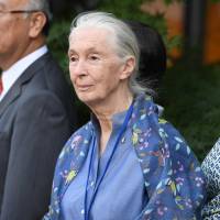 U.N. messenger of peace Jane Goodall attends a ceremony on Sept. 16, the 35th International Day of Peace, at the United Nations in New York. | AFP-JIJI