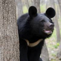 An Asian black bear. | ISTOCK