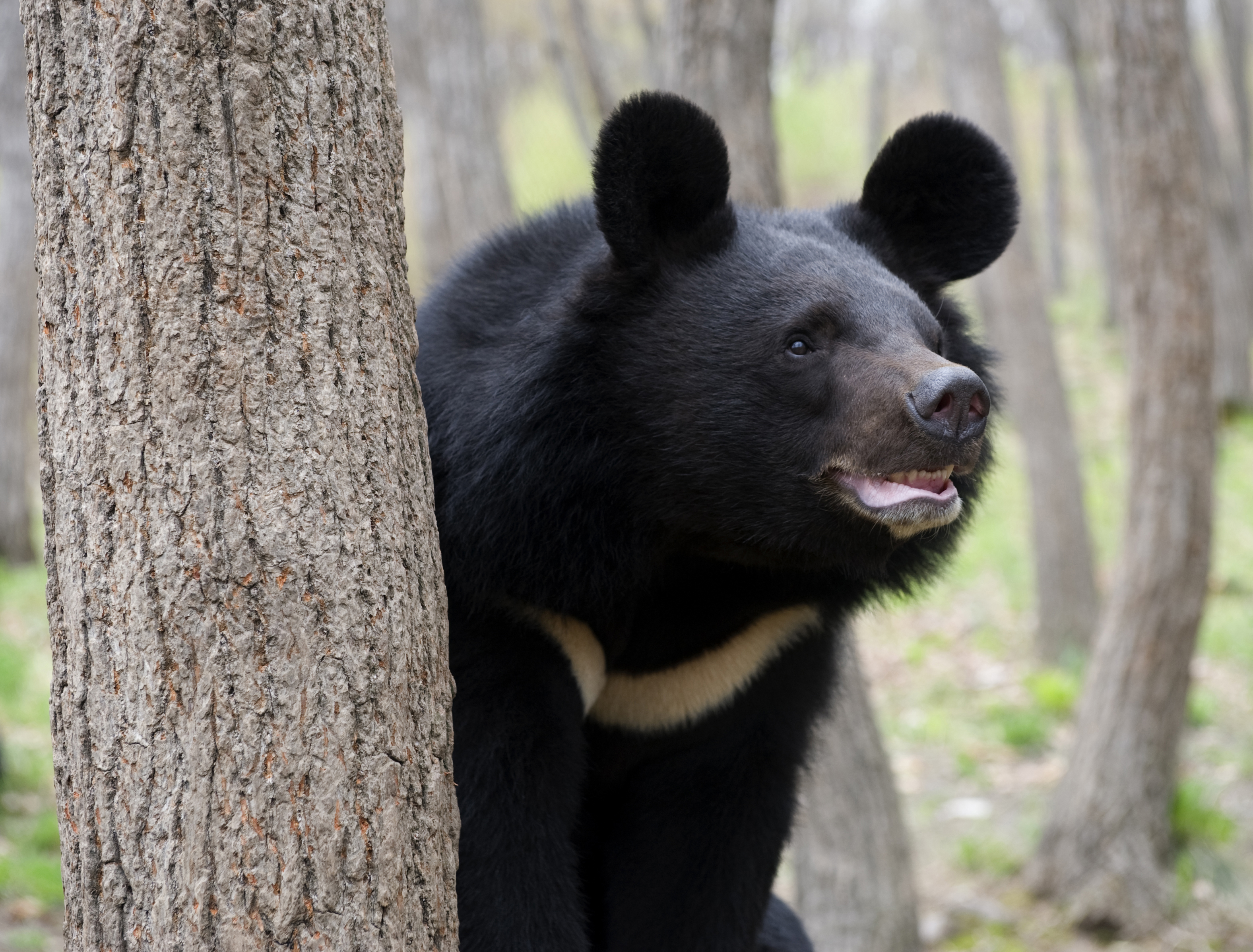 dancing bear blue hair asian