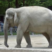 Authi the Asian elephant is expected to give birth next June or July at the Ueno Zoo in Tokyo. | UENO ZOO / VIA KYODO