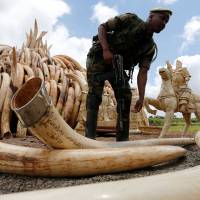 A Kenya Wildlife Service ranger stacks elephant tusks from a 105-ton haul that was to be burned at Nairobi National Park in April. | REUTERS