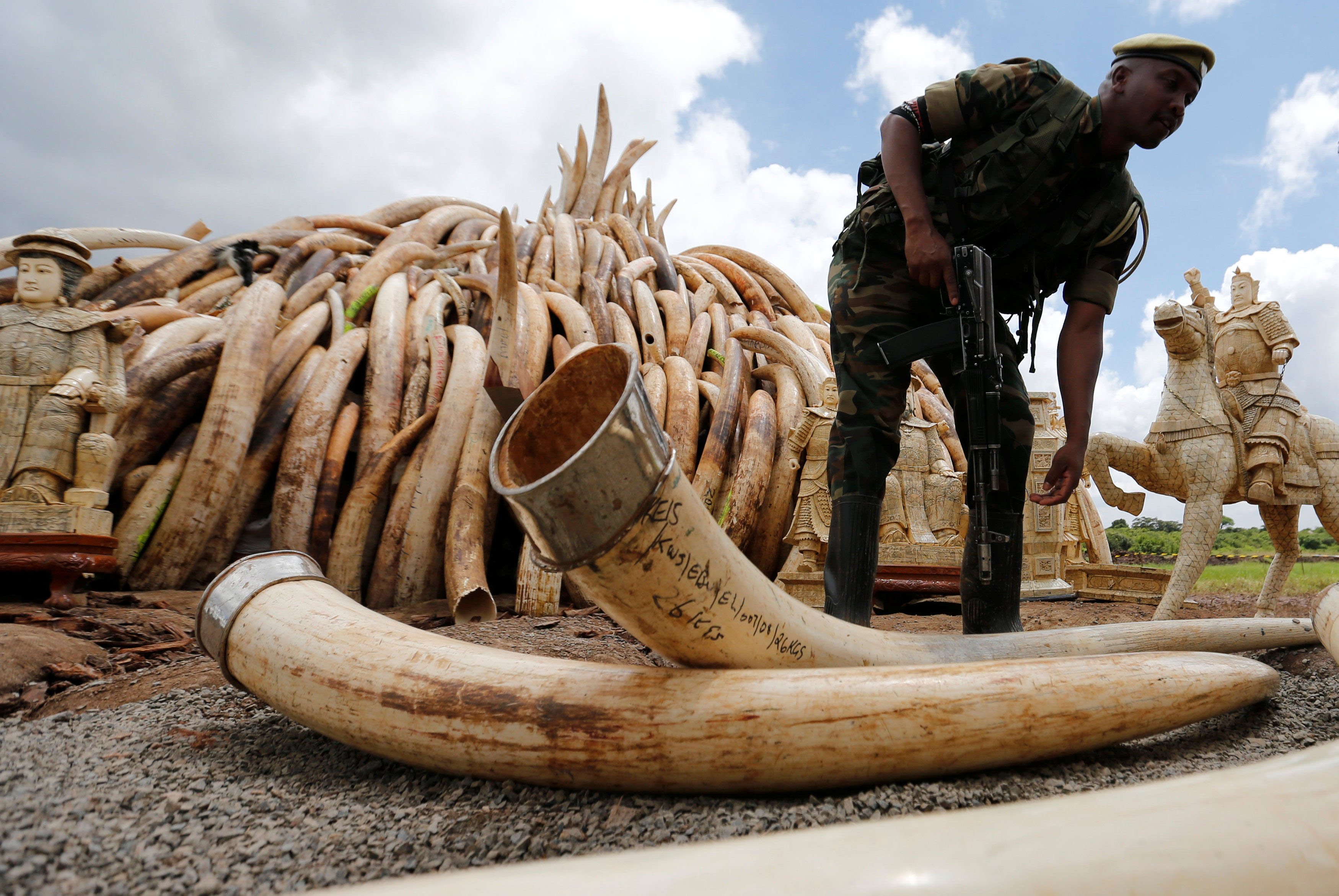 A Kenya Wildlife Service ranger stacks elephant tusks from a 105-ton haul that was to be burned at Nairobi National Park in April. | REUTERS
