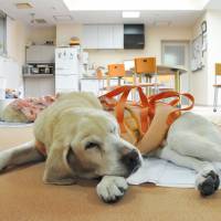 An elderly guide dog rests in retirement at a care facility for aged dogs in Sapporo in May. | KYODO
