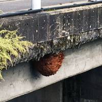 A hornet\'s nest is seen hanging from a bridge in the city of Hida, Gifu Prefecture, on Saturday. Over 100 runners taking part in a marathon event were stung by the insects. | HIDA MUNICIPAL GOVERNMENT/ VIA KYODO