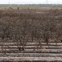 Left high and dry: Dead pistachio trees litter a field that has been abandoned by farmers due to a water shortage near the southern Iranian city of Sirjan. Iran's pistachio farms are dying of thirst