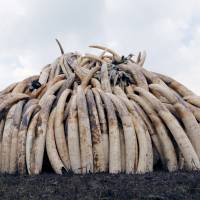 A Kenya Wildlife Service (KWS) ranger stacks elephant tusks, part of an estimated 105 tons of confiscated ivory to be set ablaze, on a pyre at Nairobi National Park near Nairobi in April. Japan gets reprieve in international effort to clamp down on ivory trade