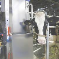 A cow stands by a DeLaval Inc. milking system at the farm. The business has made use of ultralow borrowing costs. | BLOOMBERG