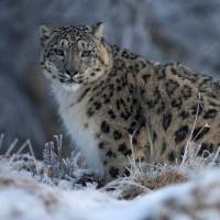 A snow leopard walks in its enclosure at the RZSS Highland Wildlife Park near Kincraig, Scotland, in February 2016. | REUTERS