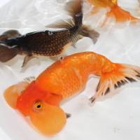 Bubble eye goldfish have fluid-filled sacs that refill naturally after being drained by syringe. Experts believe the fuild can function as a cell growth stimulant. Japanese goldfish experts explore use of bubble eyes in medicine