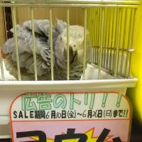A gray parrot is on sale at a pet shop in Osaka Prefecture in June. | JAPAN WILDLIFE CONSERVATION SOCIETY / VIA KYODO