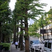In a bid to widen sidewalks ahead of the 2020 Olympics, the local government in Tokyo\'s Chiyoda Ward plans to cut down 185 trees along Kanda Keisatsu Street. | SATOKO KAWASAKI