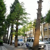 Tokyo\'s Chiyoda Ward says it will work to save 37 trees lining Kanda Keisatsu Street, reversing an earlier plan to cut them down. | SATOKO KAWASAKI