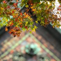 The first leaves changing at Gokokuji | KIT NAGAMURA